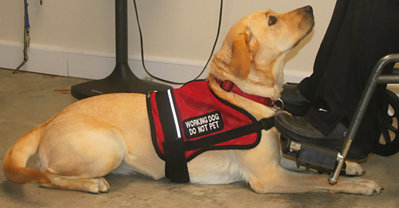 Service dogs for anxiety